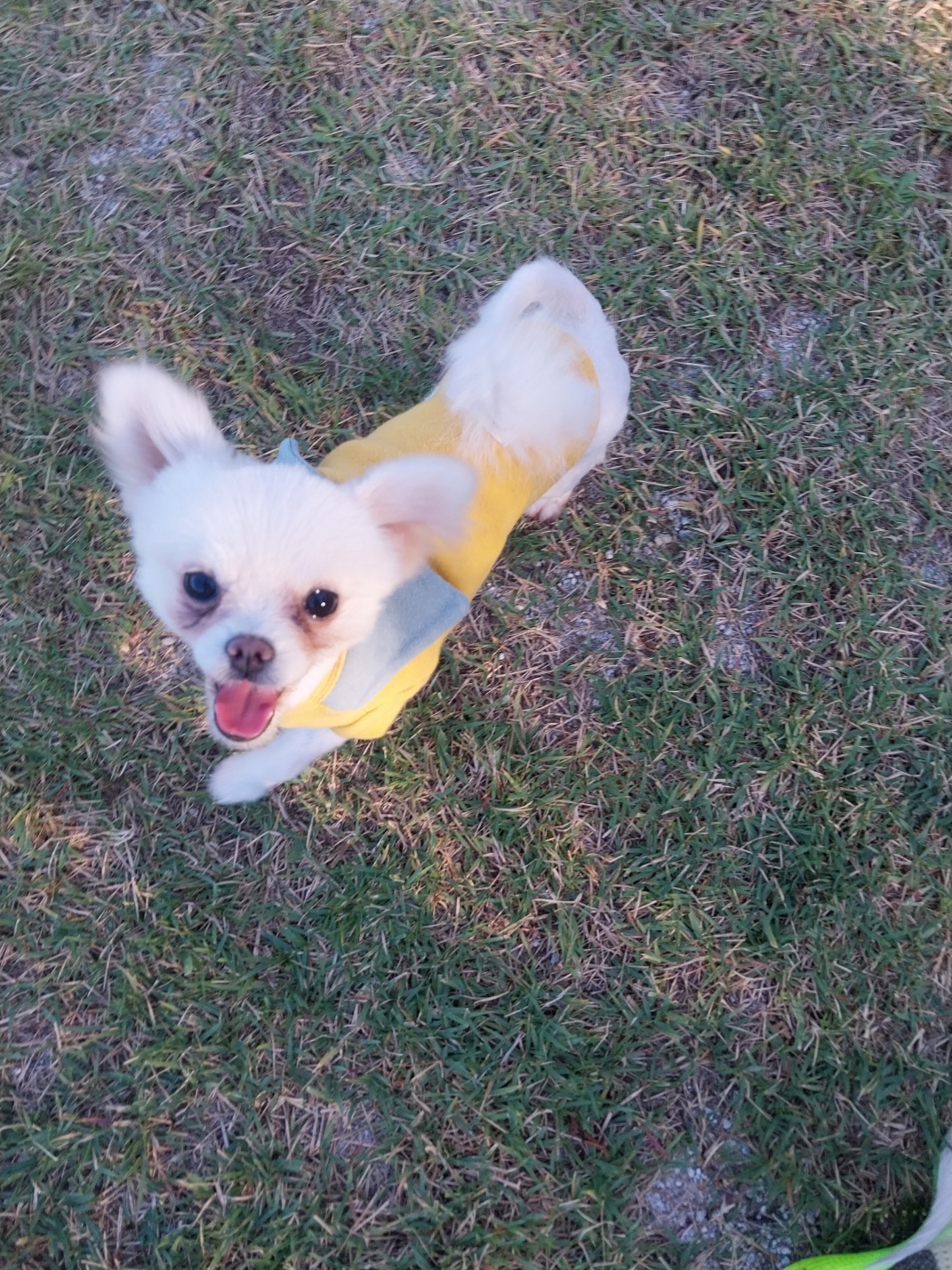 종료(기증) 포메라…